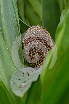 Fragrant Snailthread Cochliostema odoratissimum spherical seed head